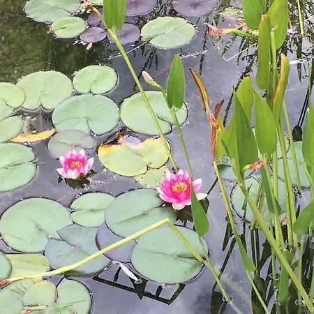 La Miellerie Du Bout Du Monde La Valbonnette בית נופש Barrême